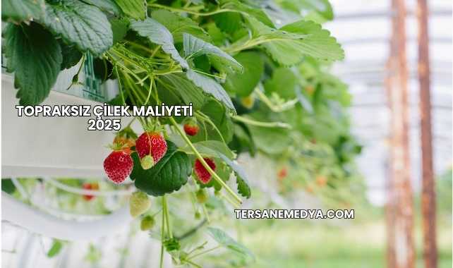 Topraksız Çilek Maliyeti 2025