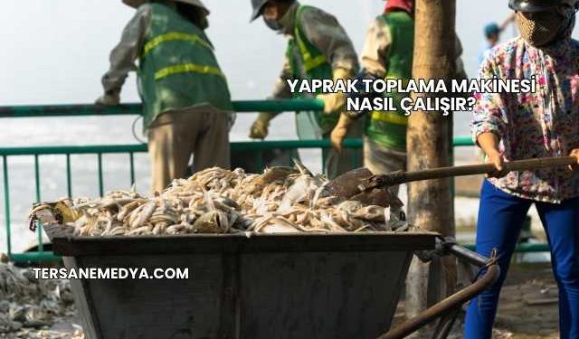 Yaprak Toplama Makinesi Nasıl Çalışır?