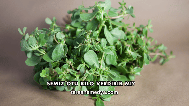 Semiz Otu Kilo Verdirir mi?